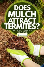 You are planting too near to your house. Does Mulch Attract Termites And How To Protect Your Home Garden Tabs