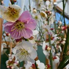 This tree can be used in shelterbelts, hedges, or an ornamental. Prunus Mume Omoi No Mama Buy Japanese Flowering Apricot Trees