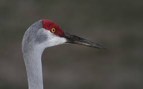 Select from 35655 printable crafts of cartoons, nature, animals, bible and many more. Bill Hubick Photography Sandhill Crane Grus Canadensis