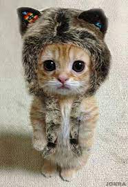 ペット おしゃれまとめの人気アイデア pinterest ece キュートな猫 かわいいペット かわいい子猫