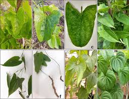 Image result for Dioscorea cayenensis