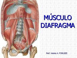 Resultado de imagen de diafragma