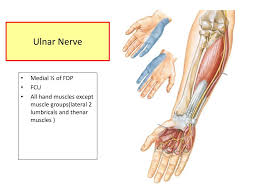 It is in the anterior compartment of the forearm. Ppt Muscles Of The Anterior Forearm Powerpoint Presentation Free Download Id 2417770