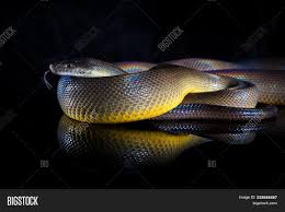 The python package rainbow was scanned for known vulnerabilities and missing license, and no issues. Single Rainbow Serpent Image Photo Free Trial Bigstock