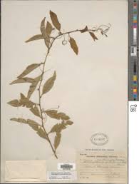 Image result for Schlechterina mitostemmatoides