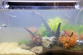 How to get clear aquarium water. Cloudy Aquarium Water Why It Happens And How To Clear It Aquanswers