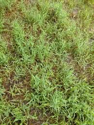 Image result for Digitaria acuminatissima