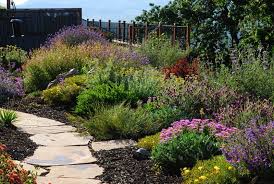 Hbf2020g · seeds ship free · 100% grow guarantee Drought Tolerant Landscaping Mediterranean Landscape San Francisco By Roxy Designs Houzz