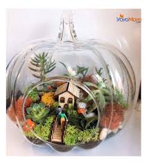 Fanus Susleme Cactus Terrarium Terraria Teraryum