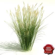 Calamagrostis X Acutiflora Karl Foerster 3d Model Ad Acutiflora Calamagrostis K Landscape Architecture Graphics Photoshop Landscape Landscape Architecture