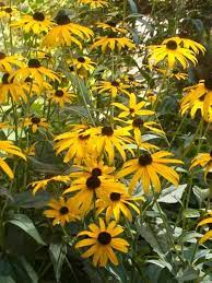 Rudbeckia Goldsturm Bluestone Perennials Partial Shade Plants Perennials Flower Seeds
