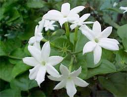 Maybe you would like to learn more about one of these? National Flower And National Fruit Of Pakistan In Urdu