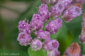 Image result for Pluchea