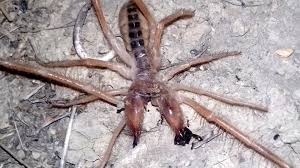 The best way to keep solifugae further from you is to get rid wind scorpions are lured towards light sources. Terror In Trikala From The Appearance Of The Spider Scorpion