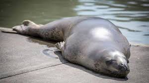 Check spelling or type a new query. Seekor Anjing Laut Ditembak Di Wajah Pihak Konservasi Siapkan Rp 45 Juta Bagi Yang Tahu Pelaku Tribunnewswiki Com Mobile