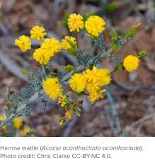 Image result for Acacia welwitschii