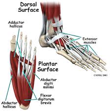 Tendons and ligaments attach muscles to bones. A Patient S Guide To Foot Anatomy 2020 Orthonorcal Los Gatos Capitola Morgan Hill Watsonville Ca