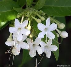 Image result for Clerodendrum