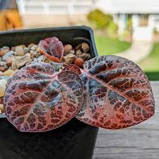 Image result for Euphorbia jubata
