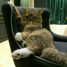 Ringworm disebabkan oleh jamur atau virus yang bergeliat di permukaan kulit dan bulu kucing. Bulu Kucing Gugur Teruk Doktor Veterinar Ni Jelaskan Sebabnya Keluarga