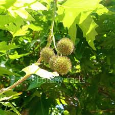 Image result for Platanaceae