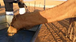 Nd also do follow.i will follow u back. Camels Drinking Water In Abu Dhabi Desert 13 02 2019 Youtube