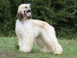 Check spelling or type a new query. Das Hunderassen Lexikon The Pet World