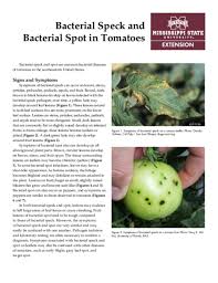 Image result for tomato seedling pseudomonas syringae pv tomato symptoms