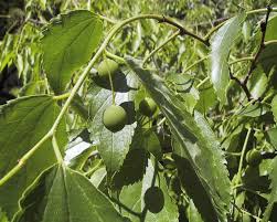 Image result for Celtis