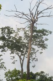 Image result for Petersianthus macrocarpus