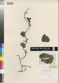 Image result for Cissampelos mucronata