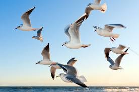 Birds Fly South For The Winter The Birds Have The Right Idea By Migrating South For The Winter Take A Page From Their Book By Booking Your Next Vacation For Th Birds Bird Migration Gull