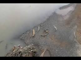 We did not find results for: Best Video Of Crocodile Bridge In Costa Rica Ever Youtube