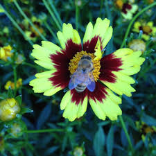 Bee At Home Depot Tewksbury Ma Home Depot My Pictures Pictures