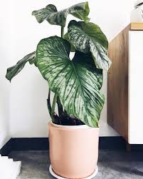 Philodendron Mamei Plants Philodendron House Plants