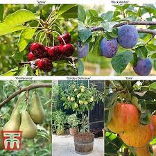 Check out our mini fruit tree selection for the very best in unique or custom, handmade pieces from our shops. Fruit Tree Collection Mini Fruit Tree Thompson Morgan