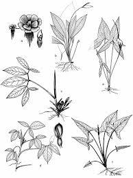 Image result for Rhytachne subgibbosa