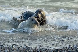 Tons of awesome robben wallpapers to download for free. Zwei Robben Foto Bild Helgoland Bilder Auf Fotocommunity