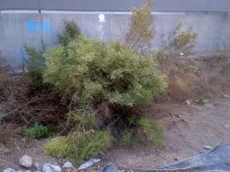 Image result for Commicarpus pilosus