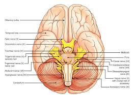 Easy Notes On Cranial Nerves Learn In Just 4 Minutes