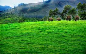 Image result for Munnar