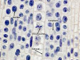 Rinse slides in deionized h 2 o. Experiment 1 Observation Of Mitosis In A Chegg Com