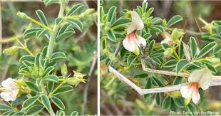 Image result for Indigofera sordida