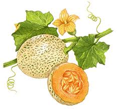 Howstuffworks Cantaloupe Muskmelon Cantaloupe Drawing Cantaloupe