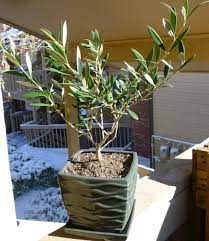 The heat from pavement can quickly cause the soil in containers to become excessively hot, burning the roots and drying out the soil. Growing Olive Trees In Containers Dengarden