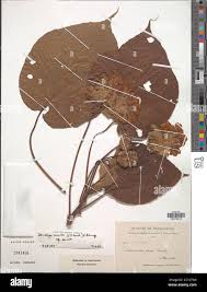 Image result for Dombeya torrida