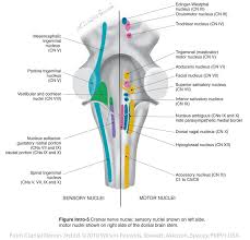 The brainstem helps relay sensory information, such as pain, eye and mouth movement, involuntary muscle movements, consciousness, respirations, hunger, and cardiac function. Brainstem Cranial Nerve Nuclei Introduction Cranial Nerves Cranial Nerves Science Biology Psychology Books