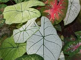 Caladium plants are vibrant, leafy flowers that come in a variety of colors and sizes. Care Of Caladium Plants Varieties Overwintering Flowers And More