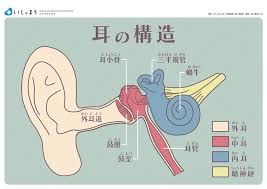 耳の構造 infographics 看護ノート 生理学 医療