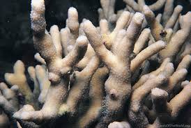 Image result for Nesaea ramosa